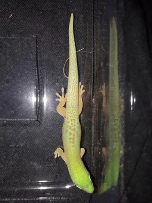 Phelsuma lineata bombetokensis