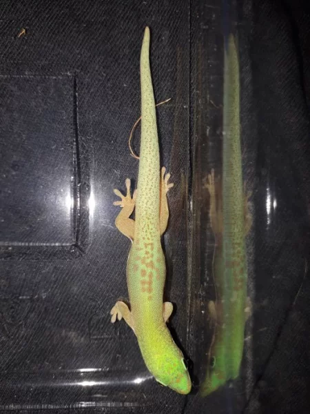 Phelsuma lineata bombetokensis