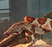 Hroznýš královský