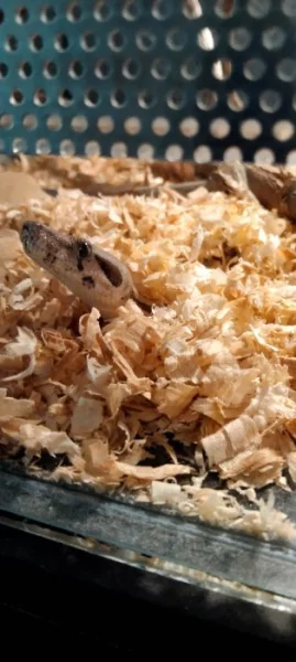 Hroznýš královský