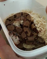 Hroznýš královský