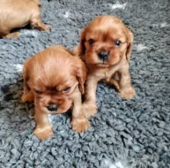 Štěňátka kavalír king charles spaniel s PP