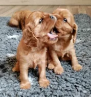 Štěňátka kavalír king charles spaniel s PP