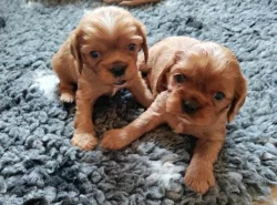 Štěňátka kavalír king charles spaniel s PP