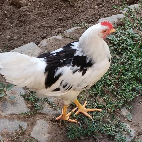 Prodám kohouta Vlaska Excheguer