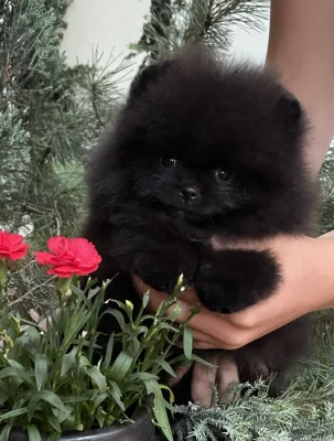 Pomeranian s PP ( FCI) -
