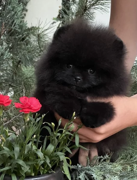 Pomeranian s PP ( FCI) -