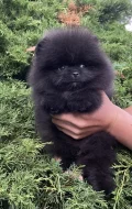Pomeranian s PP ( FCI) -