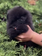 Pomeranian s PP ( FCI) -