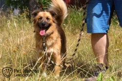 Gasper - kříženec k adopci