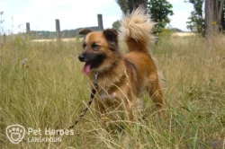 Gasper - kříženec k adopci