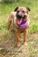 Guliana - fenka k adopci