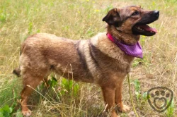 Guliana - fenka k adopci
