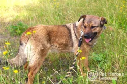 Guliana - fenka k adopci