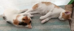 Zdarma žlutobílého kocourka a tříbarevnou kočičku