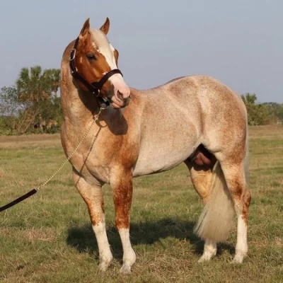 Valach registrovaný AQHA
