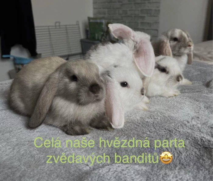 Prodám zakrslé beránky minilop