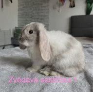 Prodám zakrslé beránky minilop