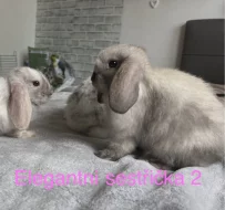 Prodám zakrslé beránky minilop