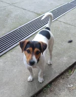 Štěňata Jack Russell x Foxteriér