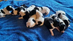 Štěňata Jack Russell x Foxteriér