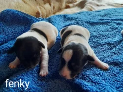 Štěňata Jack Russell x Foxteriér