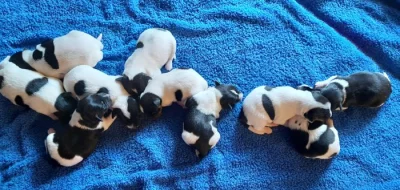 Štěňata Jack Russell x Foxteriér
