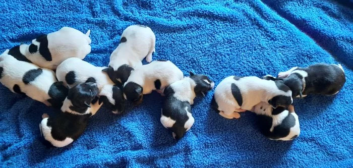 Štěňata Jack Russell x Foxteriér