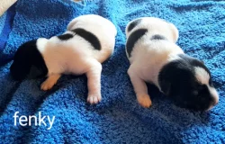 Štěňata Jack Russell x Foxteriér