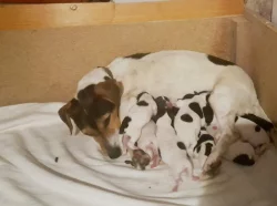 Štěňata Jack Russell x Foxteriér