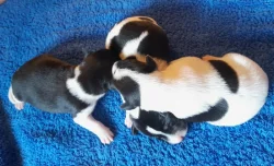 Štěňata Jack Russell x Foxteriér