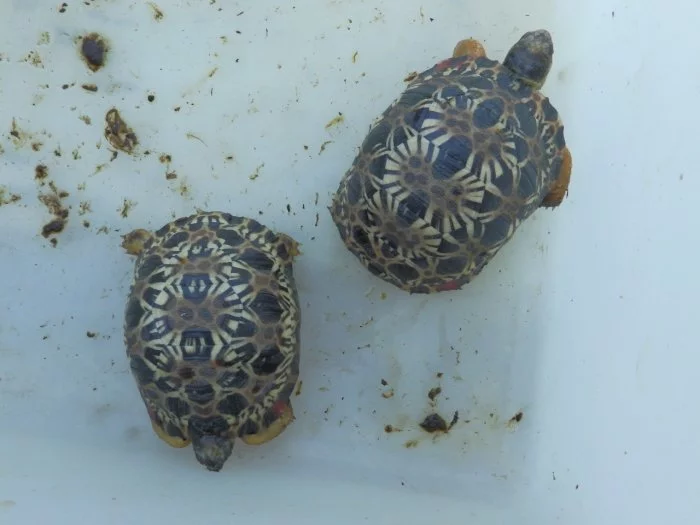 zelvy paprcite, hvezdnate, skalni