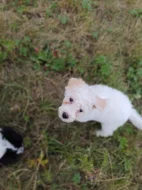 Daruji štěňátka do dobrých rukou