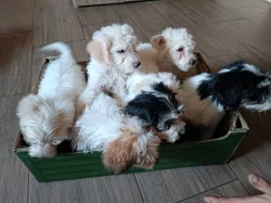 Daruji štěňátka do dobrých rukou