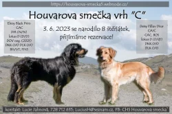 Hovawart  - již k odběru