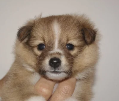 Sheltie štěňata