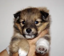 Sheltie štěňata