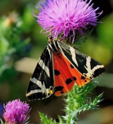 Euplagia quadripunctaria