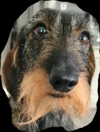Jezevčík drsnosrstý králičí /trpasličí