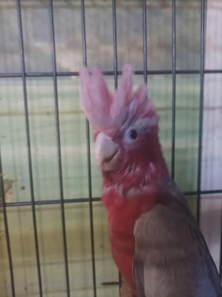 Kakadu růžový