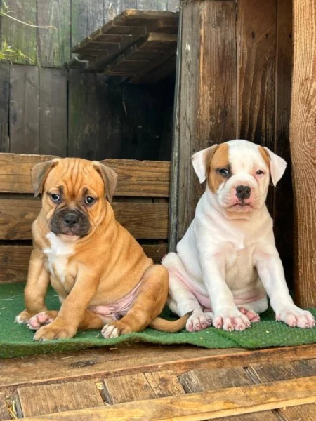 Staroanglický bulldog