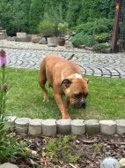 Staroanglický bulldog
