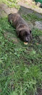 Americký pitbulteriér