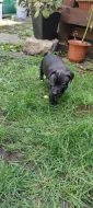Americký pitbulteriér