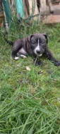 Americký pitbulteriér
