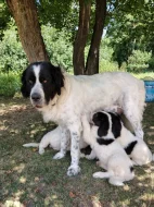 Plemeno Landseer