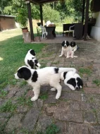 Plemeno Landseer