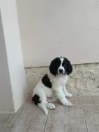 Plemeno Landseer