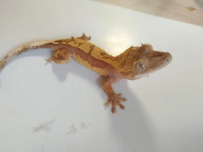 Pagekon řasnatý / Rhacodactylus / Correlophus ciliatus