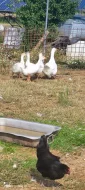 Prodám  husu českou s housaty